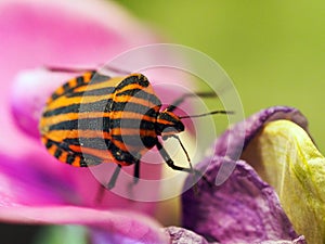 Shield bug on color flower