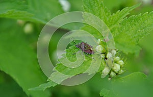 Shield bug on the dead-nettle leaf