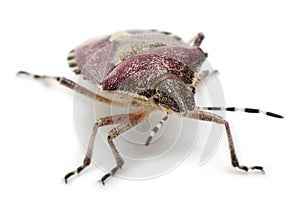 Shield bug, Dolycoris baccarum