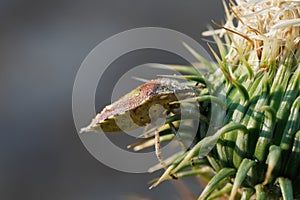 Shield bug Dolycoris baccarum at base of thistle flower