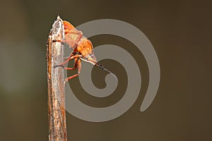 Shield bug (Dolycoris baccarum) on dry grass