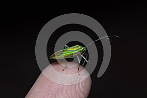 Shield bug on finger