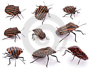 Shield bug Graphosoma lineatum, photographed from different angles