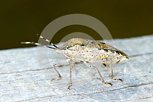 Shield bug / Hemiptera sp.