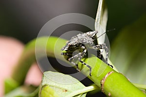 Shield bug (Hemiptera, suborder Heteroptera)