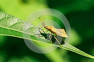 Shield Bug Insect On Leaf