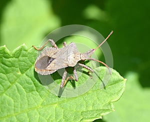 Shield bug on a leaf