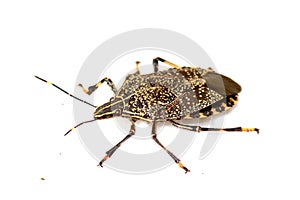 Shield bug macro