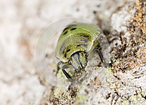 Shield bug nymph sitting on wood