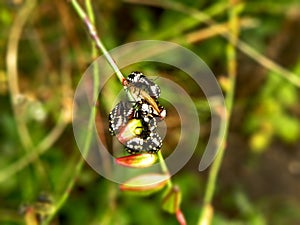 Shield bug Nymphs