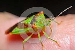 Shield bug. Oncacontias vittatus