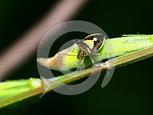 Shield Bug Perched On The Flower Bud Of A Weed