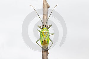 Shield bug sit on a branch