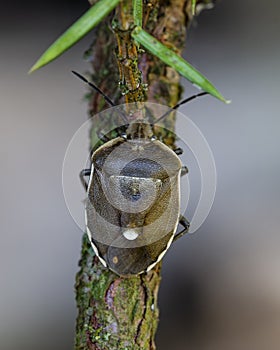 Shield bug siting on twig in forest