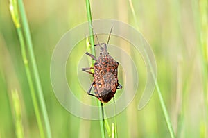 Pentatomidae stink bug or shield bug , Hemiptera insect photo