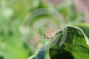 A shield bug or stink bug on a grass plant in a meadow.