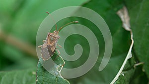 Shield bug or stink bug on green leaf