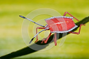 Shield bug/stink bug nymph