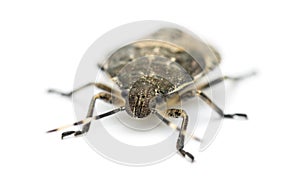 Shield Bug, Troilus luridus