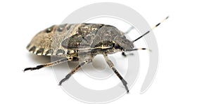 Shield Bug, Troilus luridus