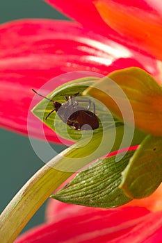 A shield bug on the underside of a red dahlia flower