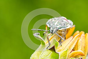 Shield Bug On Yellow Flower