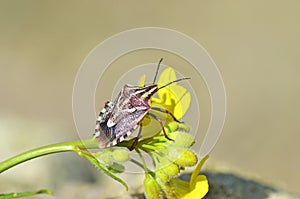Shield bug or stink bug on yellow flower , Hemiptera insect , Pentatomidae photo