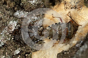 Shield bugs, Elasmucha fieberi mating on bark