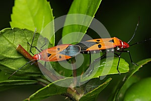 Shield Bugs Mating