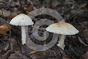 The Shield Dapperling Lepiota clypeolaria is a poisonous mushroom