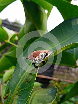Shield Lice & x28;Pentatomomorpha& x29; photo