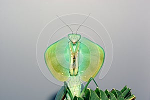 Shield mantis