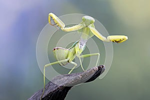 Shield mantis closeup with self defense position