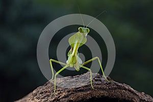 Shield mantis closeup with self defense position