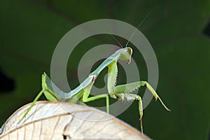 Shield mantis closeup with self defense position