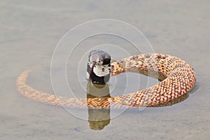 Shield-nosed Black-headed Cobra - Venomous Snake Background - Rare Snakes of the World