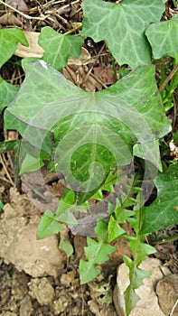 Shield shape leaves Leaves on tge plant