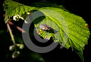 Shieldbug on a leaf photo