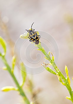 Shieldbug on plant