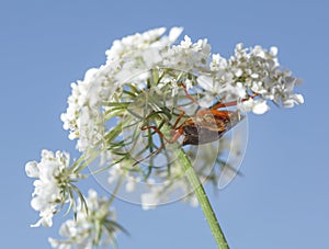 Shieldbug on queen anne`s lace flower