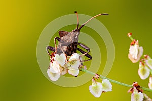 Shieldbug on flower