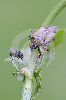 Shieldbug