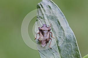 Shieldbug