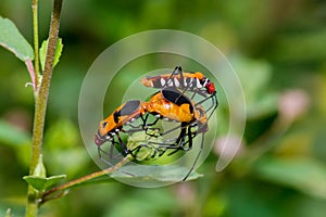 Shields bug mating on the green leaf