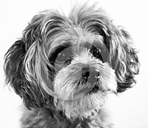 Shih Poo dog face photo