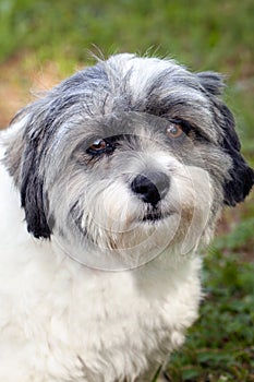 Shih Tsu and Jack Russell Terrier mix