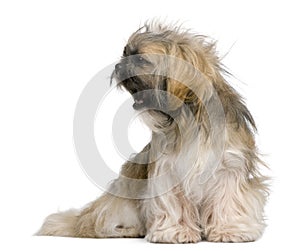 Shih Tzu, 1 year old, sitting