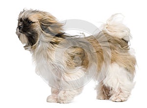 Shih Tzu, 1 year old, windswept and standing