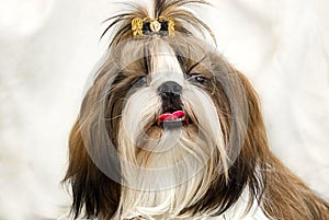 Shih Tzu