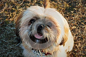 A Shih Tzu